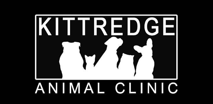Kittredge Animal Clinic | 26390 CO-74, Kittredge, CO 80457, USA | Phone: (303) 674-6773