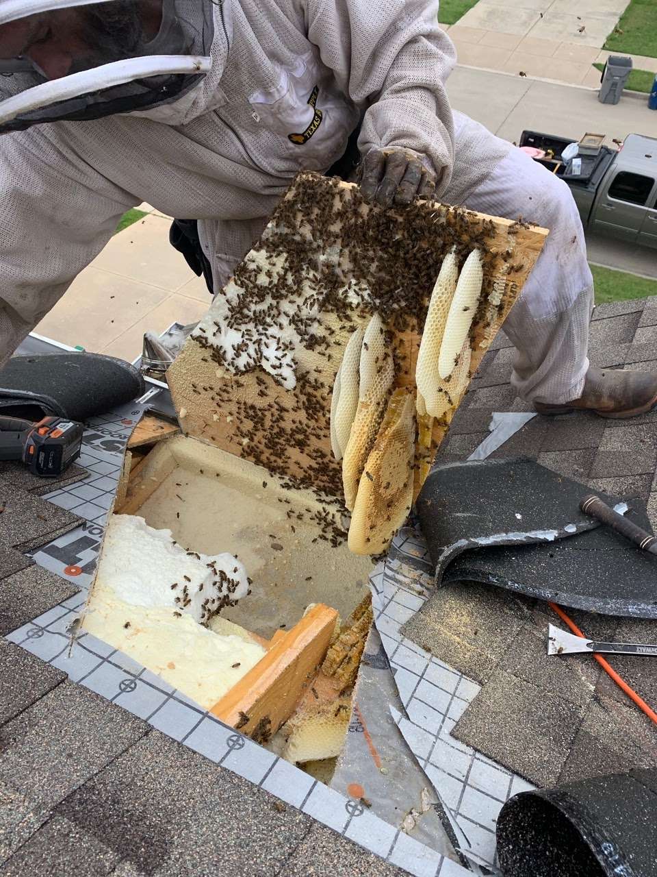 Honey Bee Rescue | 4535 Allencrest Ln, Dallas, TX 75244, USA | Phone: (800) 687-8760