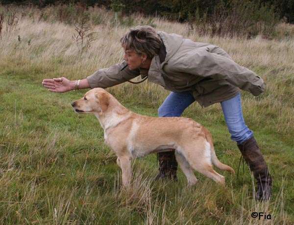 Rickneys Gundog Training Ground in Hertfordshire | Rickneys Lodge, Chapmore End SG12 0HD, UK | Phone: 07887 684119