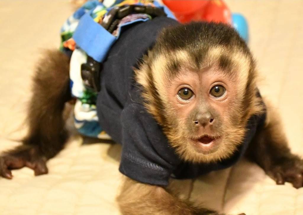 CAPUCHIN MONKEY FOR SALE | 2100 Northridge Dr, Forney, TX 75126, USA | Phone: (254) 244-2821