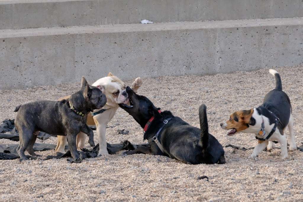 Pier 6 Dog Run | 334 Furman St, Brooklyn, NY 11201, USA