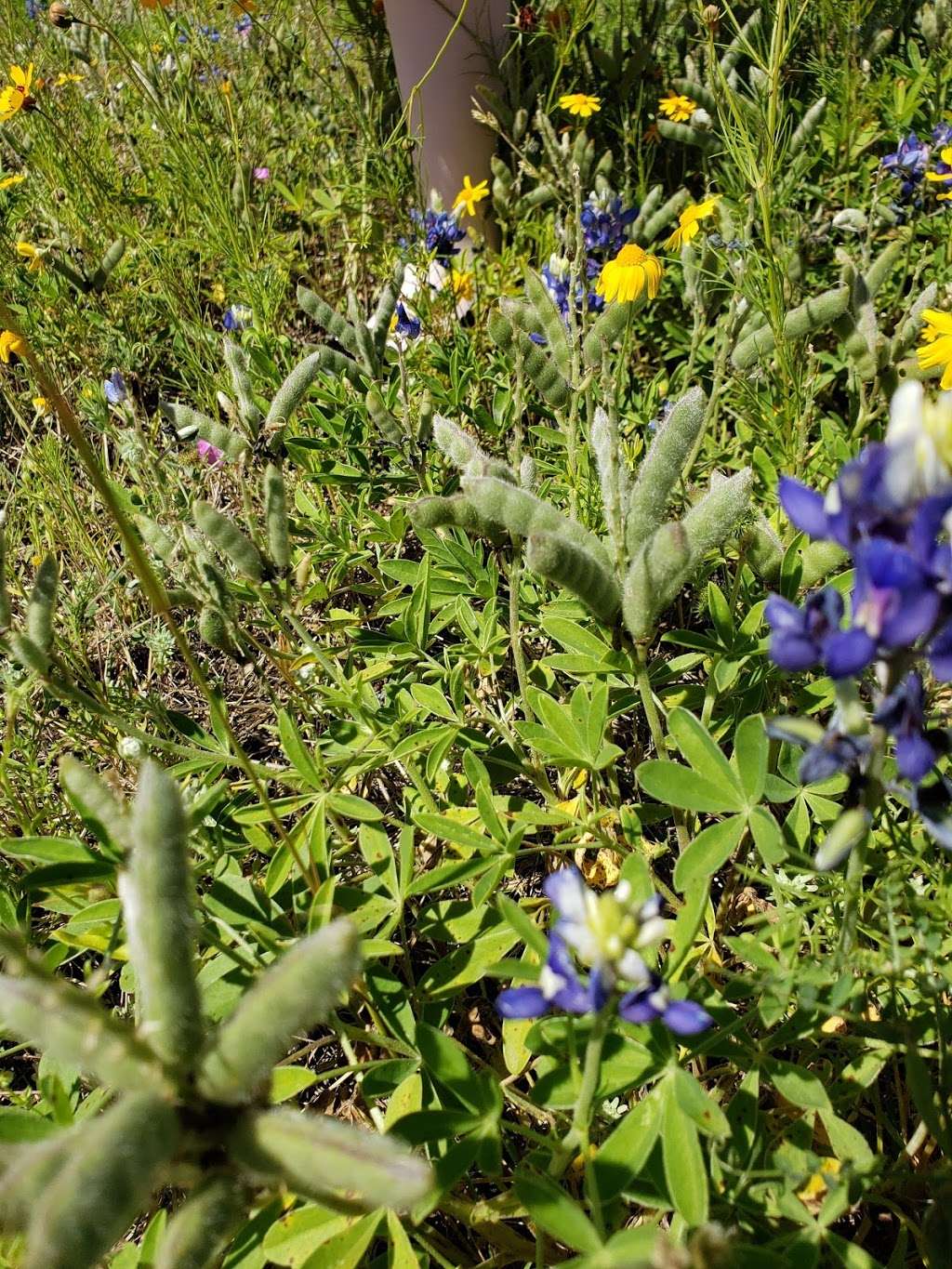 Bracken Cave Preserve (Bat Conservation International Inc Events | 26101 FM3009, San Antonio, TX 78266, USA