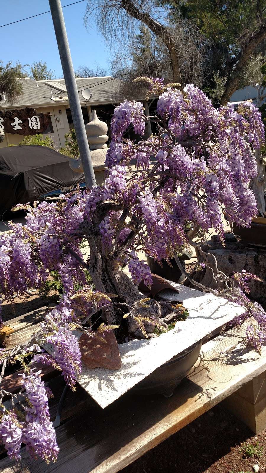 Fuji Bonsai Nursery | 13170 Glenoaks Blvd, Sylmar, CA 91342, USA | Phone: (818) 367-5372