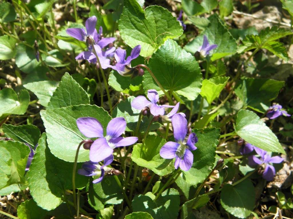 Natural Lands Peacedale Preserve | Peacedale Rd, Landenberg, PA 19350, USA | Phone: (610) 344-3443