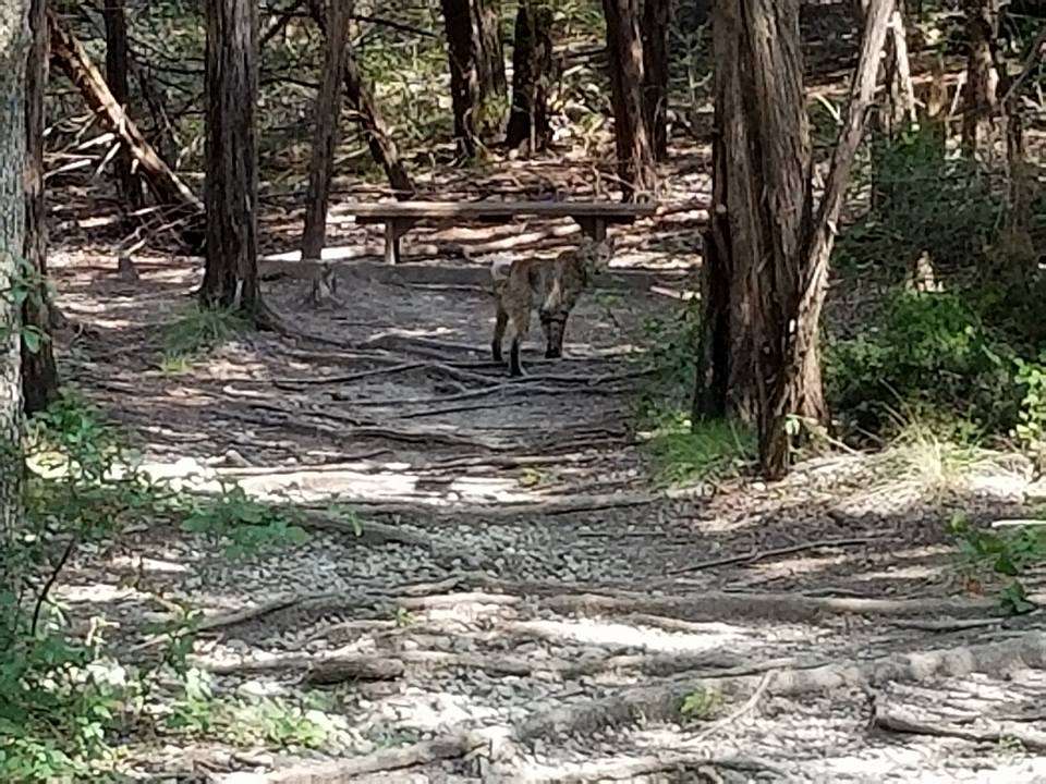 Lester Lorch Nature Preserve | 1823 Texas Plume Rd, Cedar Hill, TX 75104, USA