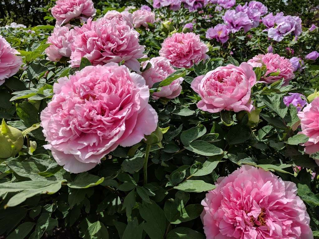 Rockefeller Rose Garden | Bronx River Pkwy, Bronx, NY 10467, USA | Phone: (718) 817-8700