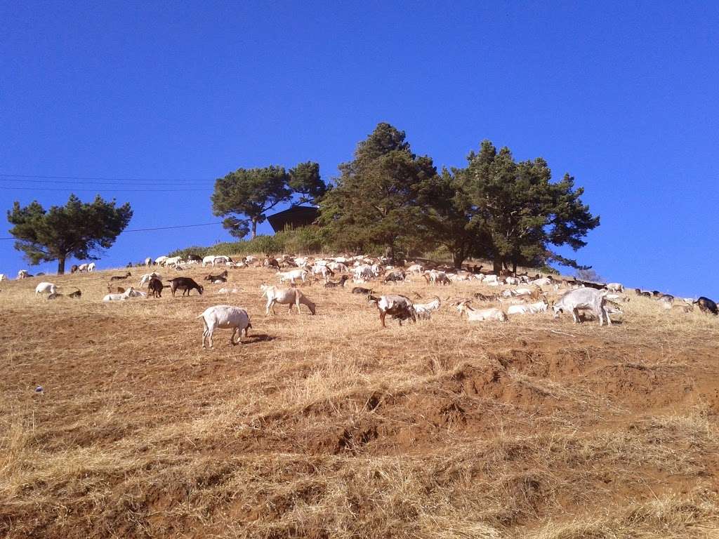 Claremont Canyon Regional Preserve | Claremont Ave, Berkeley, CA 94705, USA | Phone: (888) 327-2757