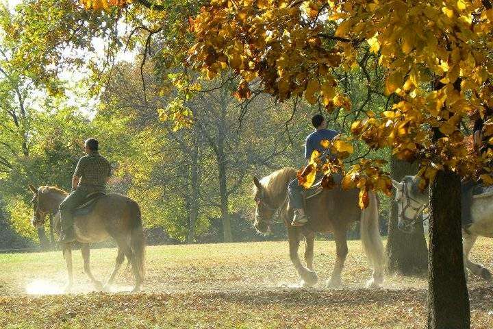 Sarahs Pony Rides | 8220 S Kean Ave, Willow Springs, IL 60514, USA | Phone: (630) 802-1316