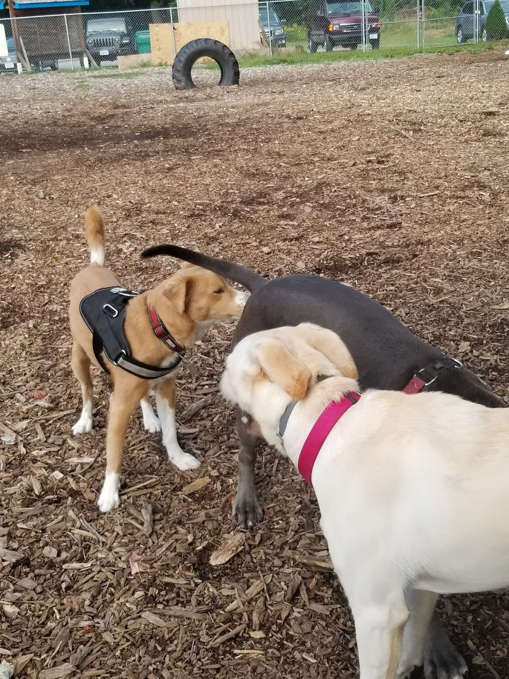 Attleboro Dog Park | Seekonk, MA 02771, USA