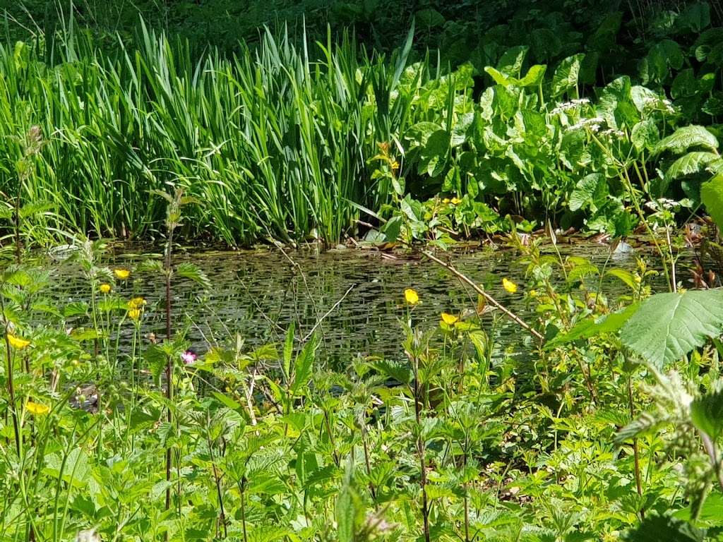 Green Roof Cafe | High Elms Country Park, Shire Ln, Orpington BR6 7JH, UK | Phone: 01689 855439