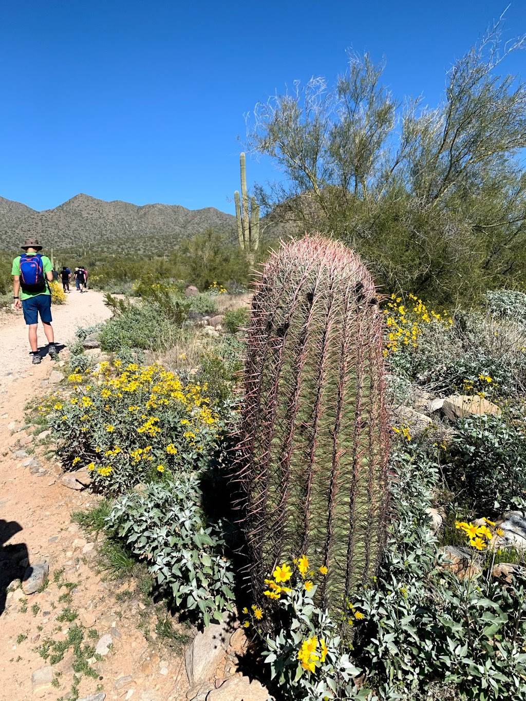 Lost Dog Wash Trailhead | 12601 N 124th St, Scottsdale, AZ 85259, USA