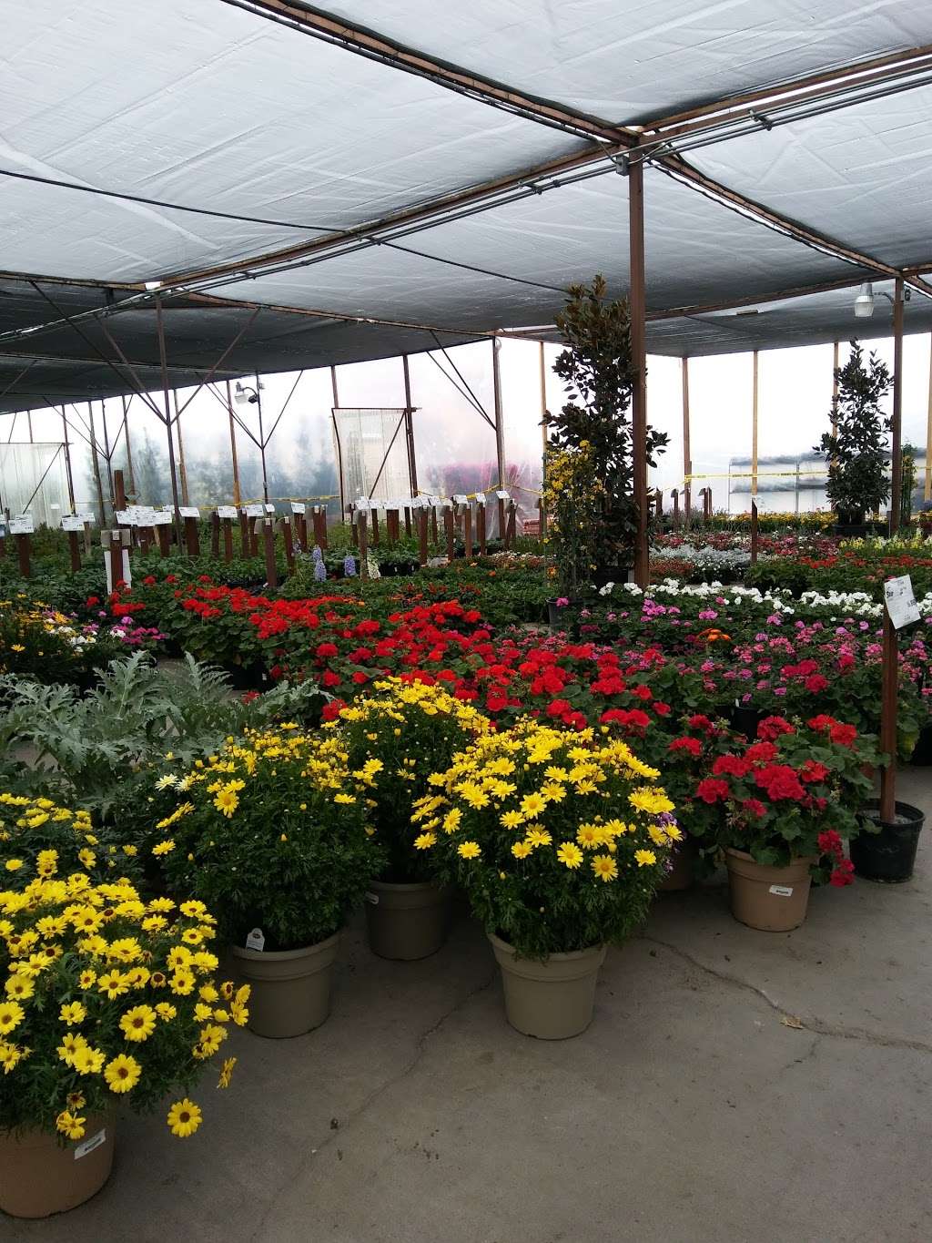 Star Nursery Inc | 6008, 5340 Boulder Hwy, Las Vegas, NV 89122, USA | Phone: (702) 435-7827