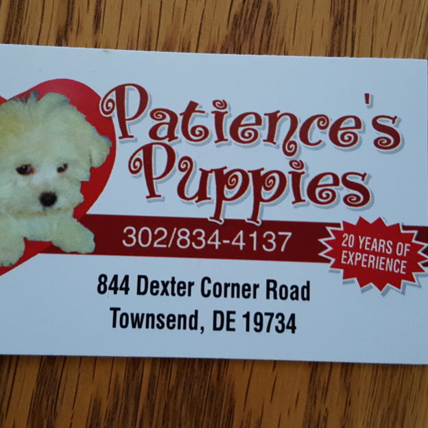 Patiences Puppies | 844 Dexter Corner Rd, Townsend, DE 19734, USA | Phone: (302) 834-4137