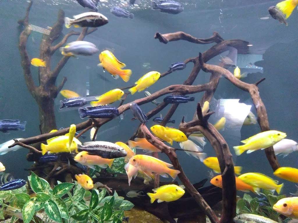 Freshwater Aquarium | San Diego, CA 92109, USA