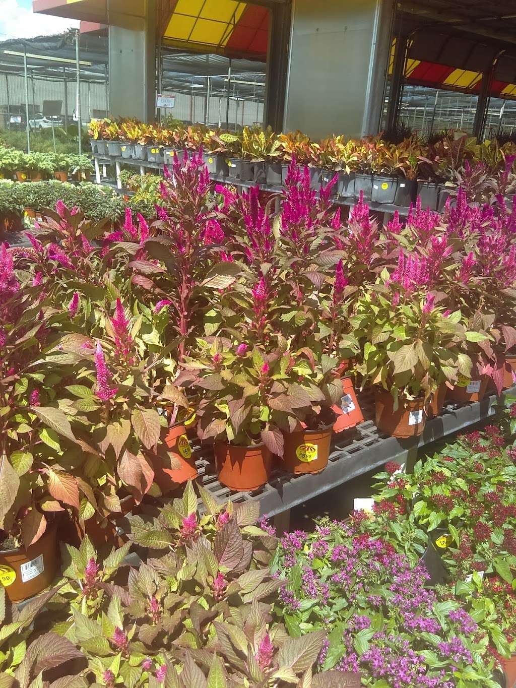 Houston Garden Center | 23260 Northwest Fwy, Cypress, TX 77429, USA | Phone: (281) 373-2239