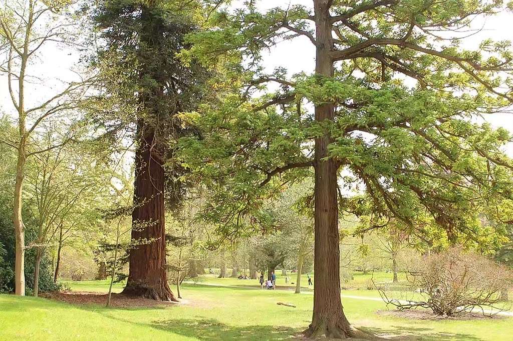 National Trust - Reigate Hill and Gatton Park | Wray Ln, Reigate RH2 0HX, UK | Phone: 01372 220640