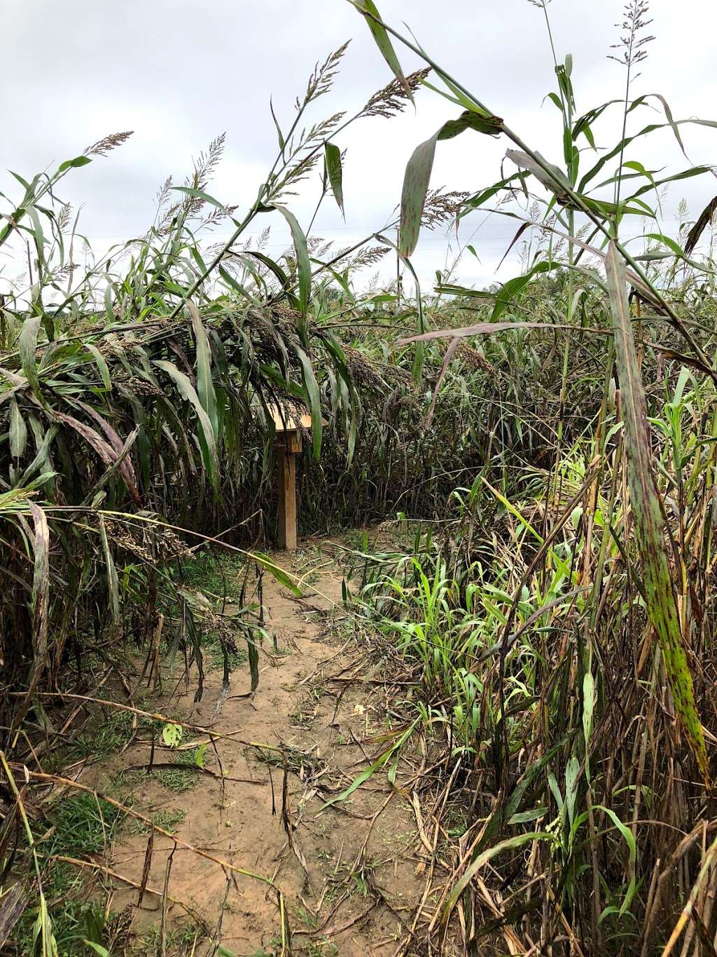 Tomball Corn Maze | 22601 Lutheran Church Rd, Tomball, TX 77377, USA | Phone: (346) 800-2676