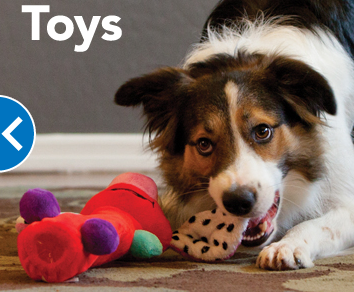 PetSmart | 4609 E Ray Rd, Phoenix, AZ 85044, USA | Phone: (480) 718-6882