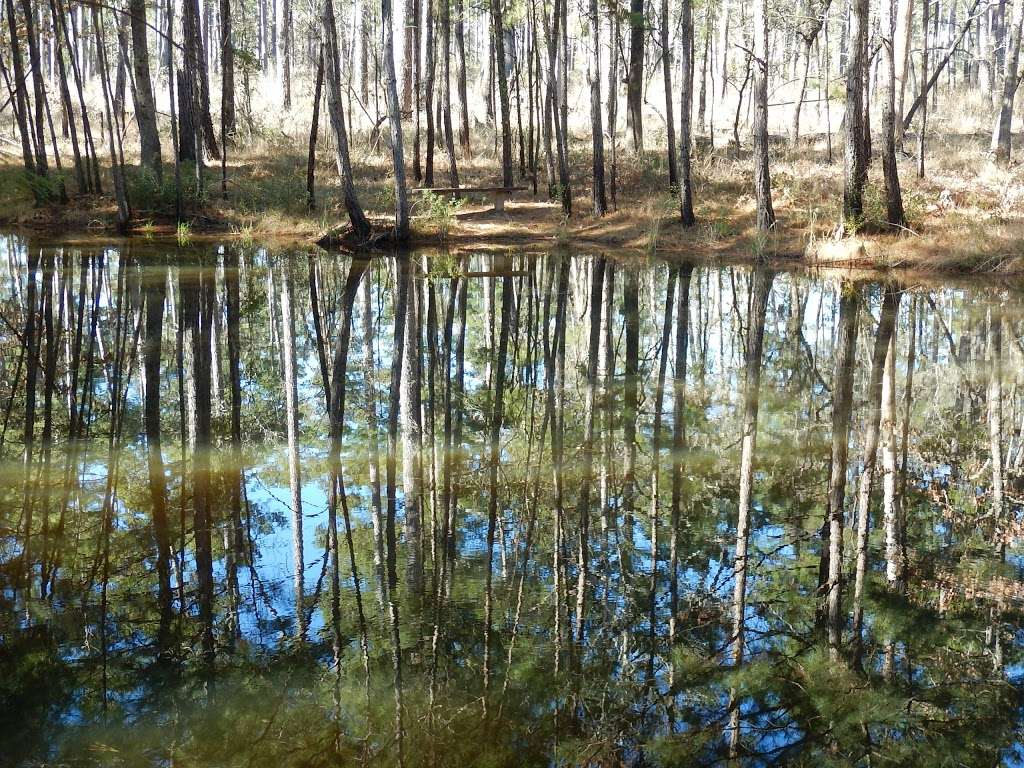 Lone Star Hiking Trail | Lone Star Hiking Trail, Richards, TX 77873, USA | Phone: (936) 344-6205