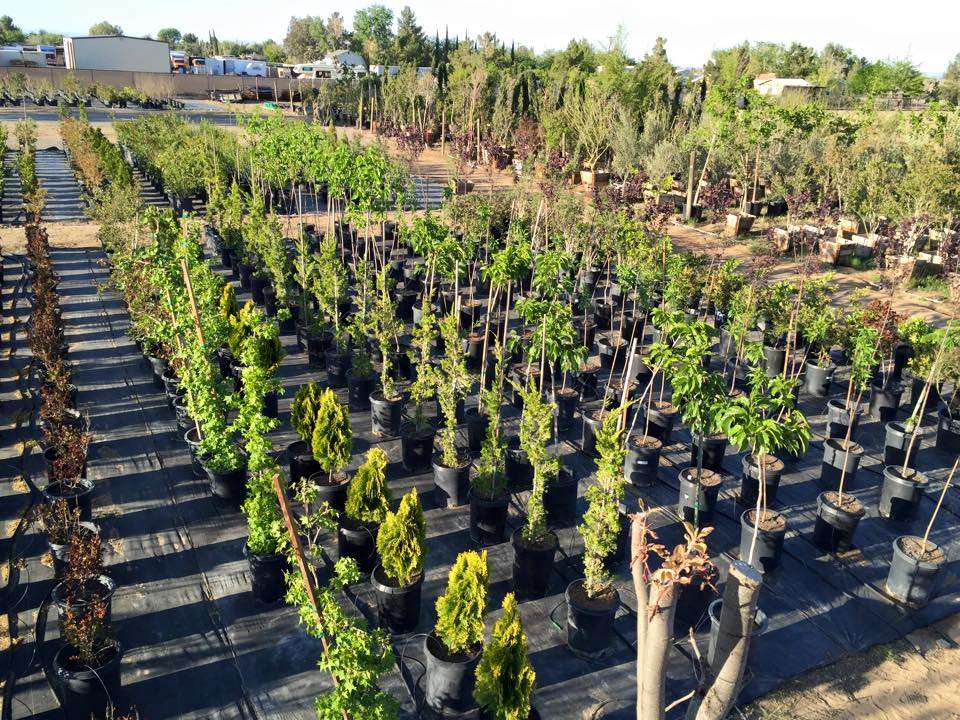 GreenBrush Nursery | 40529 12th St W, Palmdale, CA 93551, USA | Phone: (661) 266-9137