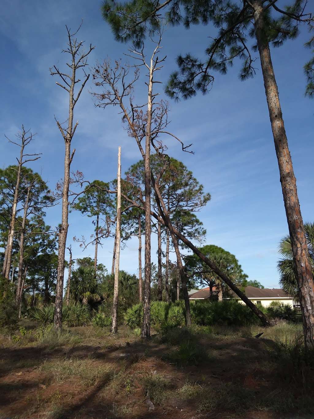 Royal Palm Beach Pines Natural Area | Royal Palm Beach, FL 33411, USA | Phone: (561) 233-2400