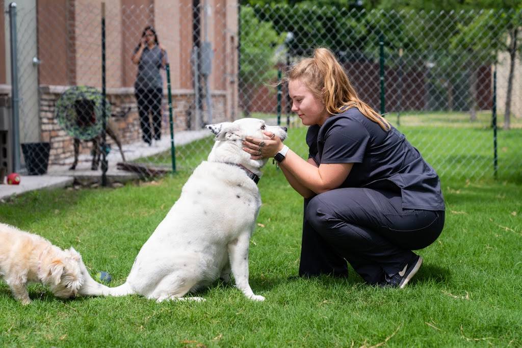 Bethany Pet Hospital | 1113 E Bethany Dr, Allen, TX 75002, USA | Phone: (214) 383-3800