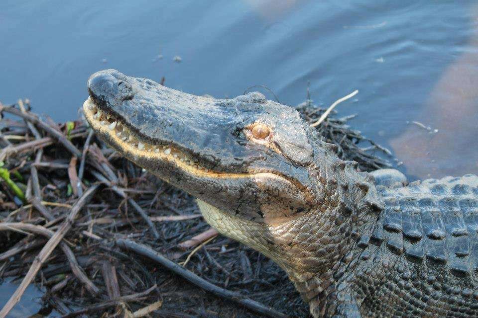 Airboat In Everglades | 17696 SW 8th St, Miami, FL 33194, USA | Phone: (888) 893-4443