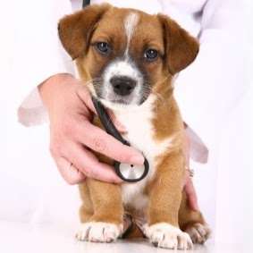 Hamilton Hills Animal Hospital Inc | 1375 S 10th St, Noblesville, IN 46060, USA | Phone: (317) 770-1111