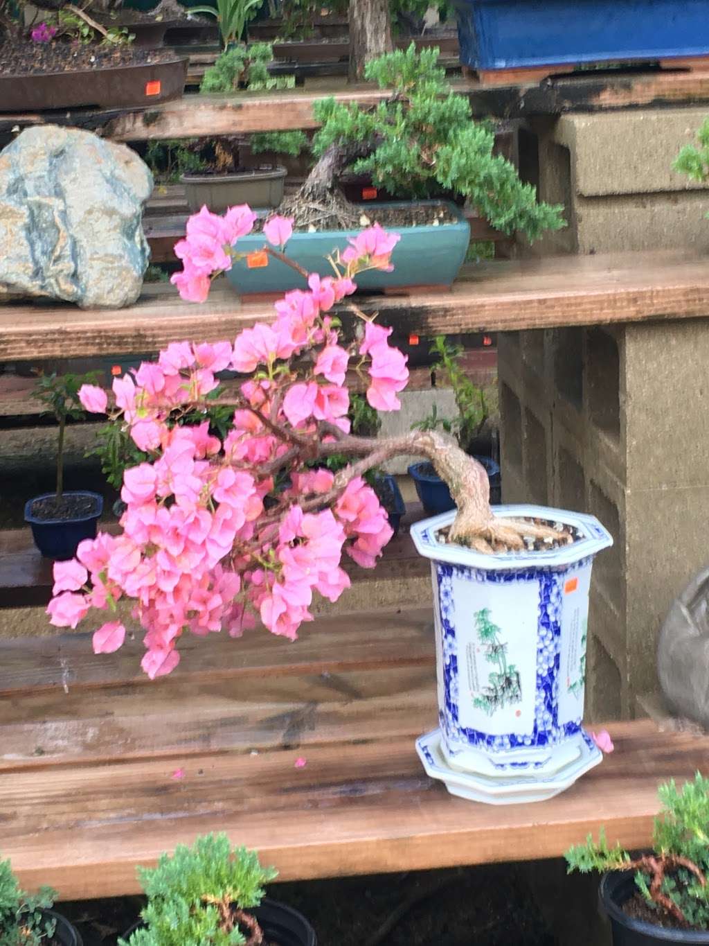 California Bonsai Studio | 4015 N Moorpark Rd, Thousand Oaks, CA 91360, USA | Phone: (805) 616-2271