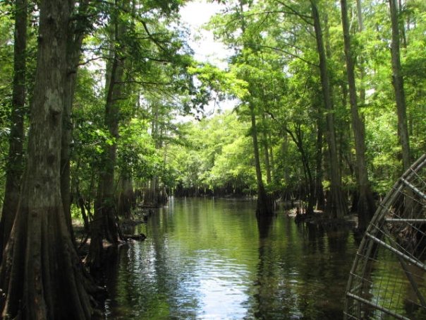 Rays Airboat Rides | 1242 Cupid Ave, Christmas, FL 32709, USA | Phone: (321) 360-4659