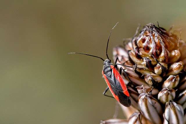 Affordable Termite and Pest Control | 5060 Limberlost Ln, Bloomington, IN 47408, USA | Phone: (812) 339-3960