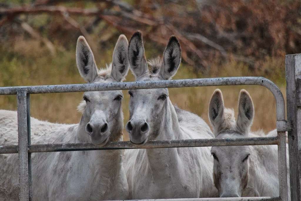 Empire Equine Hospital | 2318 Olivet Ln, Santa Rosa, CA 95401, USA | Phone: (707) 545-3909