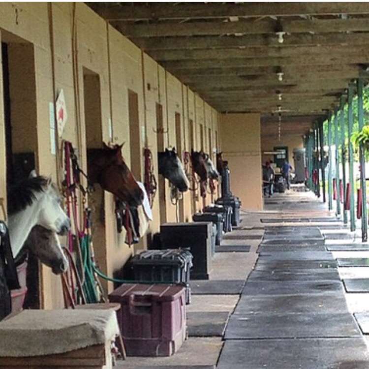 Equines & Equestrians, Inc. | 16528 Winners Cir # 6, Delray Beach, FL 33446, USA | Phone: (954) 650-4324