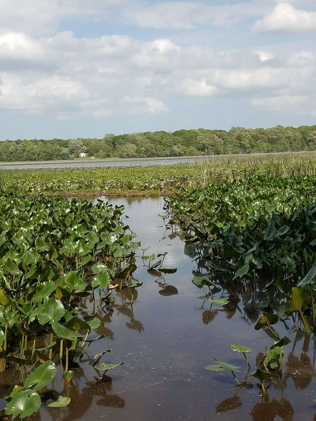 Patuxent River Park - Jug Bay Natural Area | 16000 Croom Airport Rd, Upper Marlboro, MD 20772, USA | Phone: (301) 627-6074