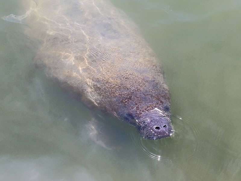 Conch Cruises & Tours | U-Tiki Beach Marina 1095 N Hwy A1A, Jupiter, FL 33477, USA | Phone: (561) 797-9979