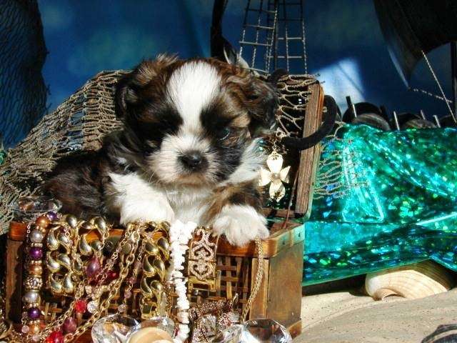 Shih Tzu Milieu | W 255th St, Hillsdale, KS 66036, USA | Phone: (913) 783-4361