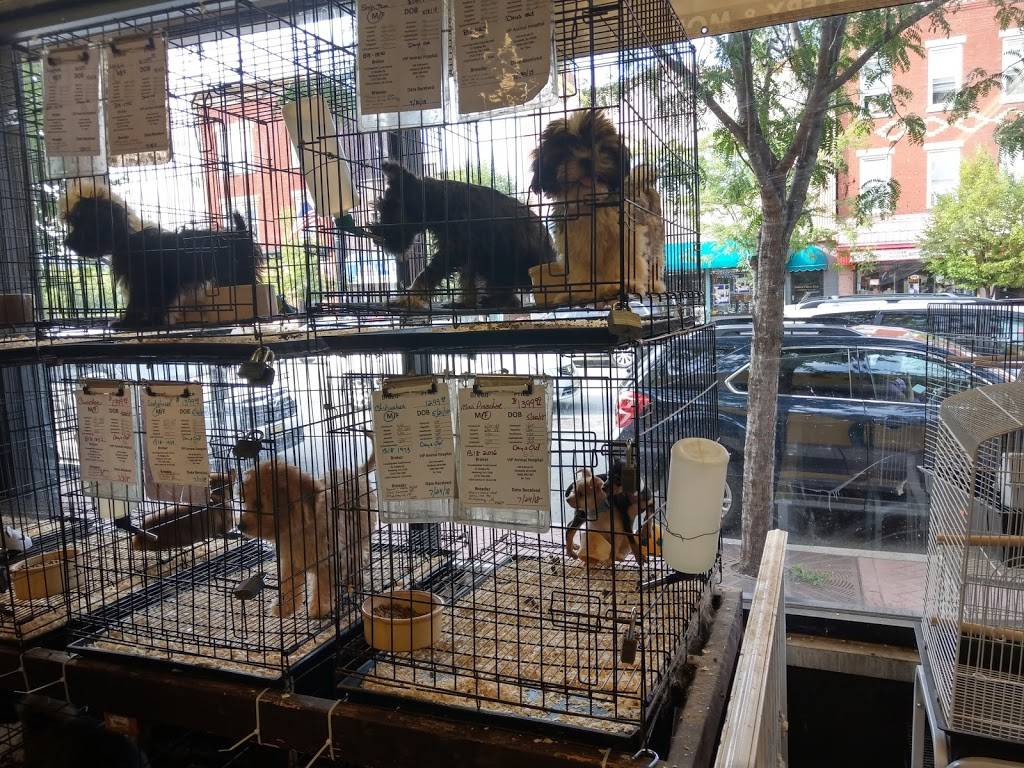 Whiteway Pet Shop | 950 Elizabeth Ave, Elizabeth, NJ 07201, USA | Phone: (908) 353-8610