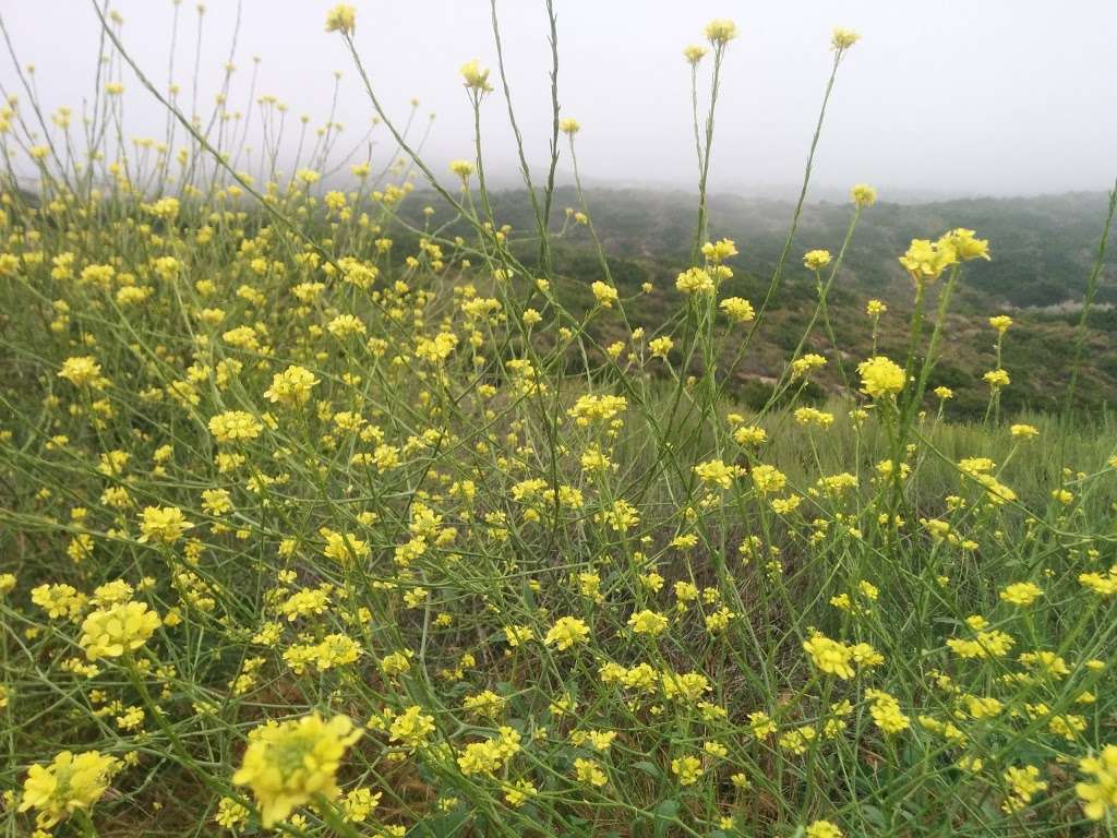 Aliso & Wood Canyons Wilderness Park, Top Of The World Entrance | W Ridge, Laguna Beach, CA 92651, USA | Phone: (949) 923-2200