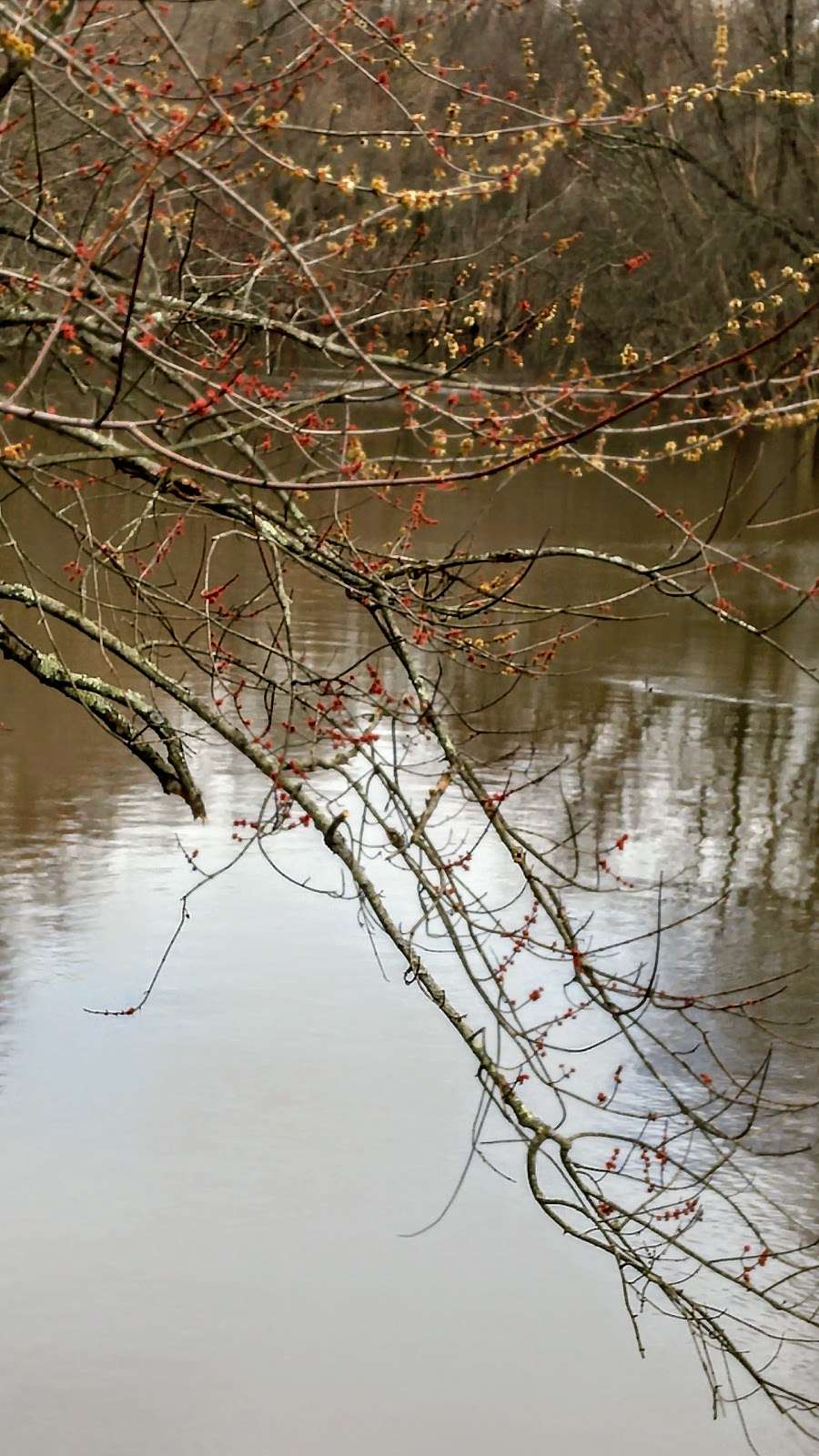 King George Wetlands Preserve | 453 King George Rd, Basking Ridge, NJ 07920, USA | Phone: (973) 532-9830