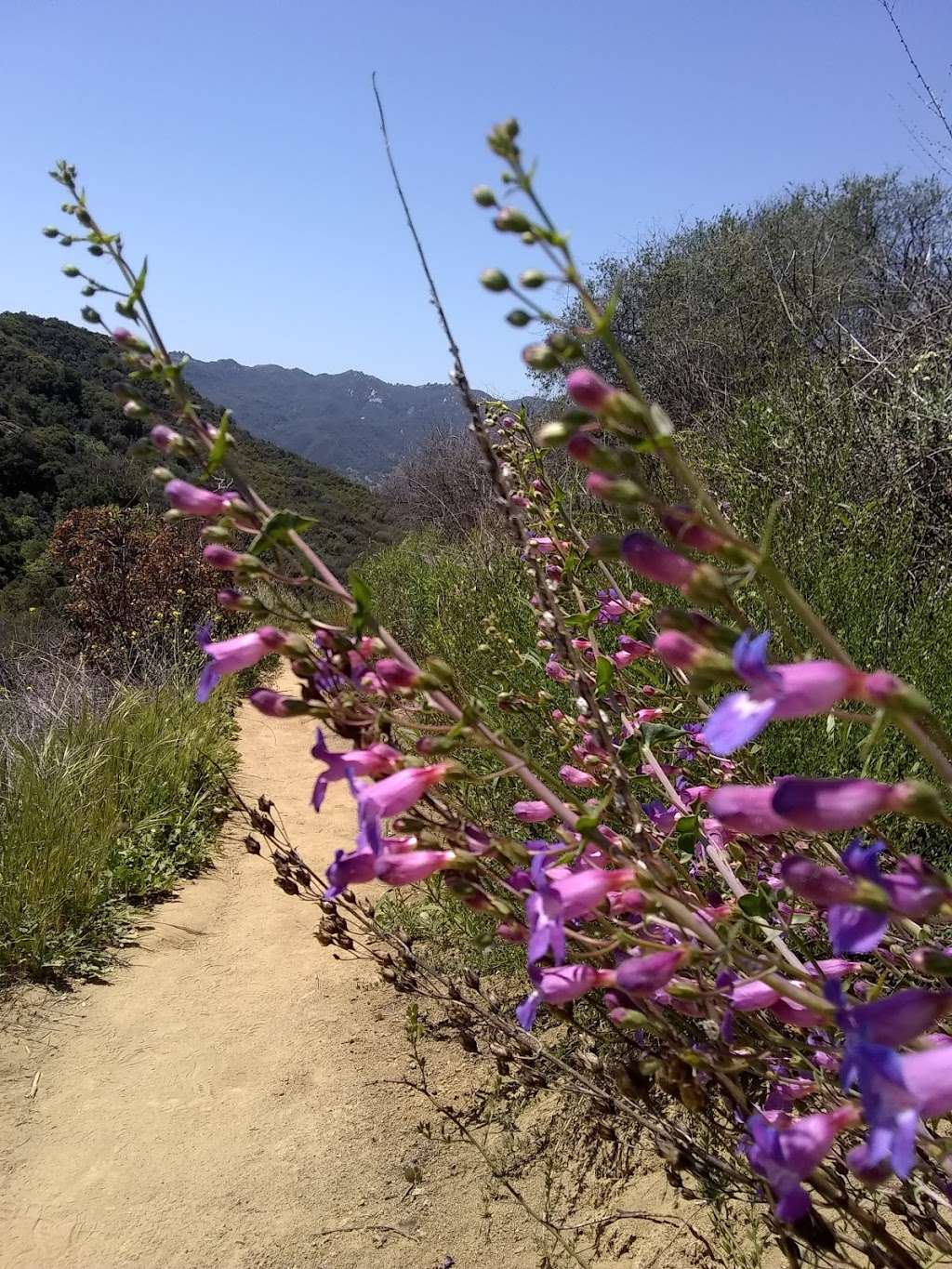 Musch Hike In Camp | Topanga, CA 90290, USA | Phone: (310) 455-2465