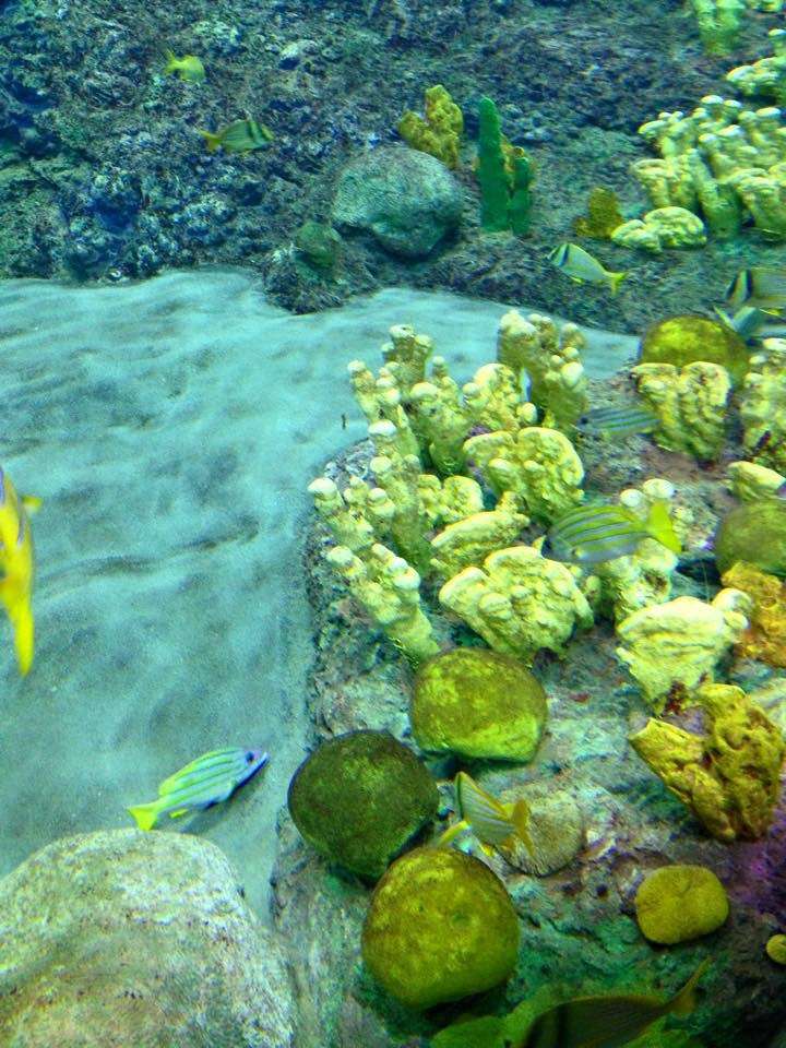 Freshwater Aquarium | San Diego, CA 92109, USA