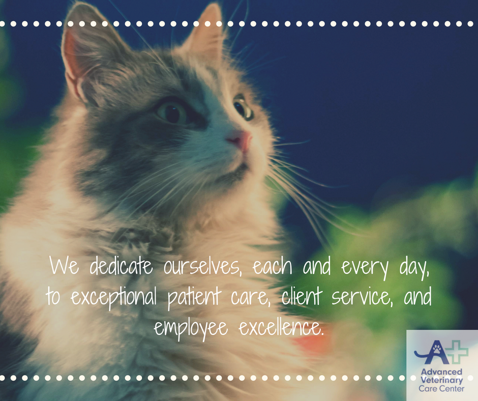 Advanced Veterinary Care Center | 8920 W State Rd 84, Davie, FL 33324, USA | Phone: (954) 500-8387