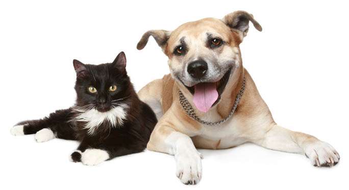 Southside Pet Hospital | 457 North K7 Highway, Olathe, KS 66061, USA | Phone: (913) 738-7019