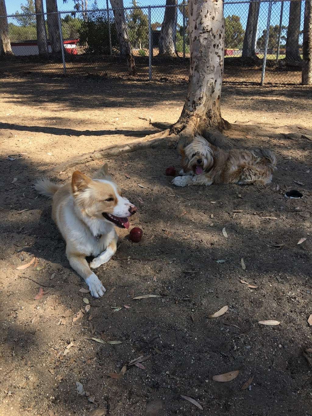 Torrey Pines Dog Park | San Diego, CA 92130, USA