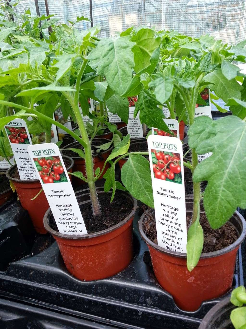 Top Pots | The Nursery, Westmill Farm, Ware SG12 0ES, UK | Phone: 01920 465026