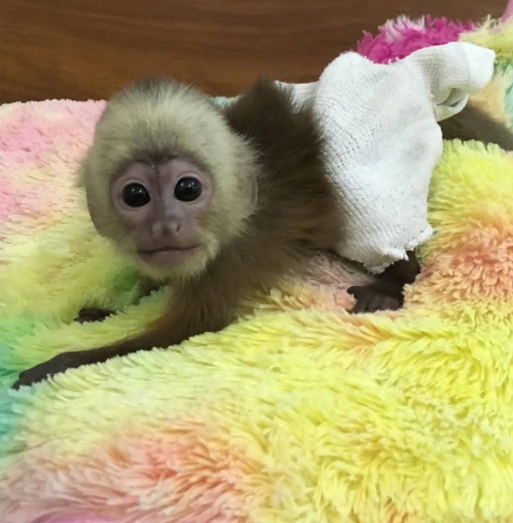 CAPUCHIN MONKEY FOR SALE | 2100 Northridge Dr, Forney, TX 75126, USA | Phone: (254) 244-2821