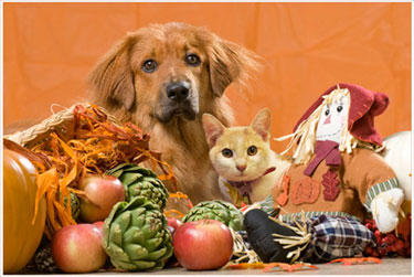 Renea Reilly Prestige Pet Products | 3007 S Carrier Pkwy, Grand Prairie, TX 75052, USA | Phone: (972) 262-5220