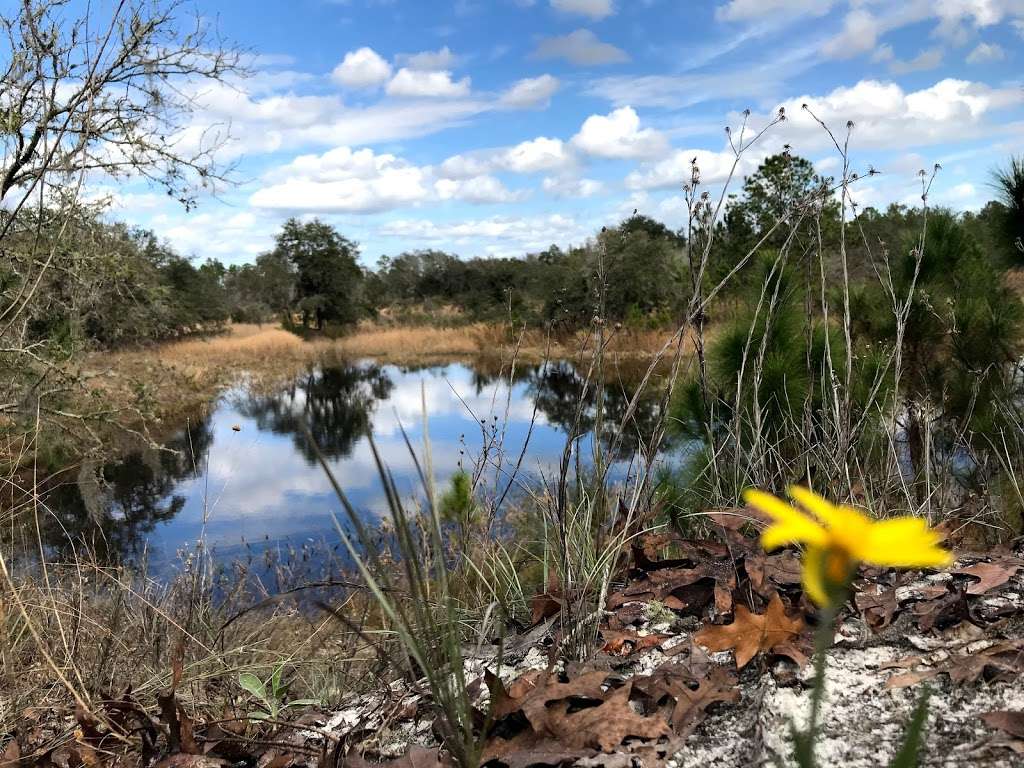 Gator Pond Backcountry Campsite | Unnamed Road, Dade City, FL 33525, USA