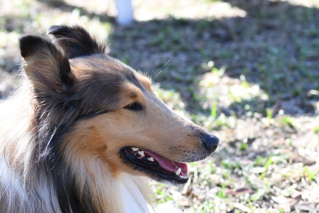 FIND dog park | 232 River Park Dr, Jupiter, FL 33477, USA