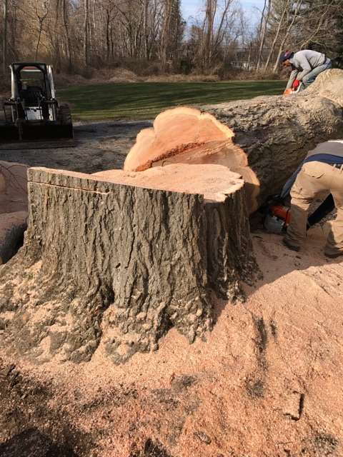 Henriquez Tree Work & Landscaping Inc. | 25 Oswego Dr, Greenlawn, NY 11740, USA | Phone: (631) 767-5129